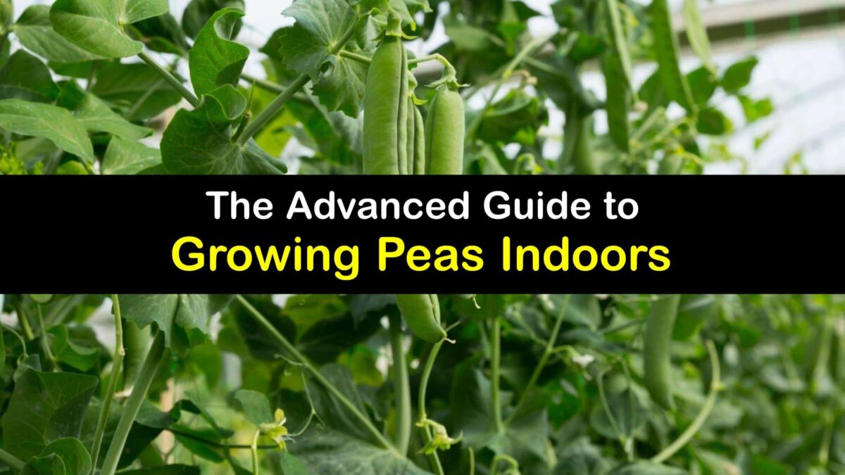 Growing Peas Inside Clever Guide For Planting Peas Indoors