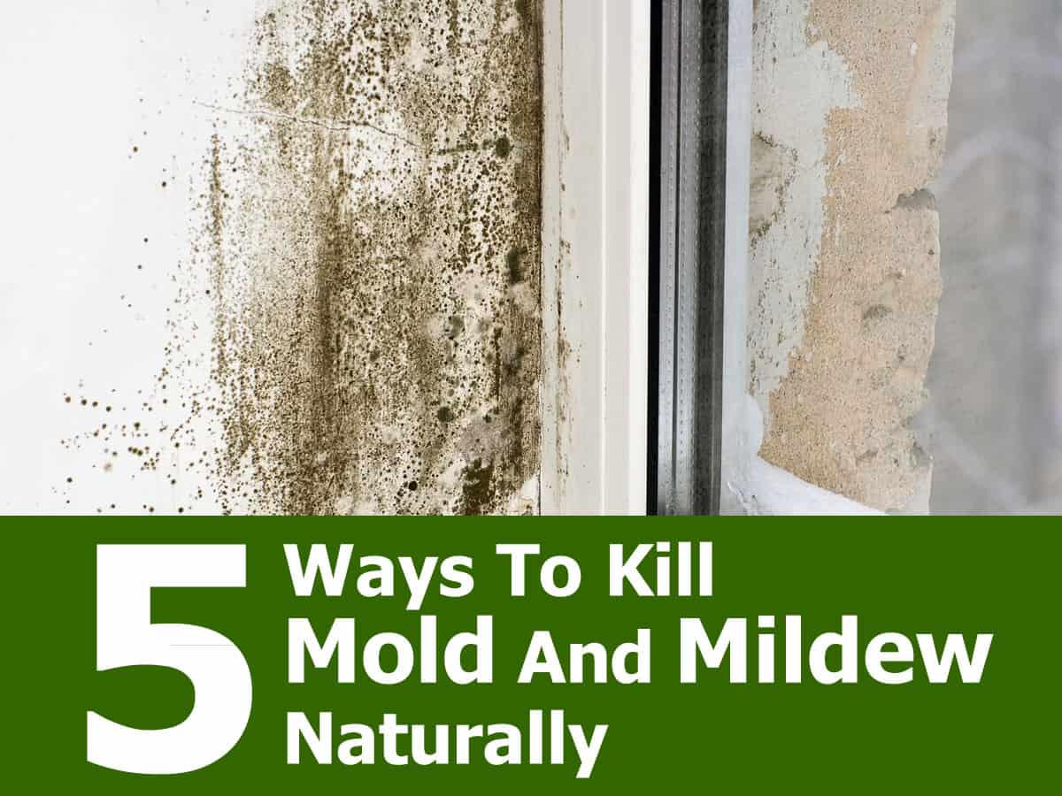 Ways to Kill Mold