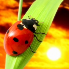 lady-bugs