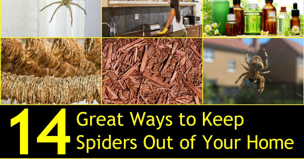 14 great ways to keep spiders out of your home naturally