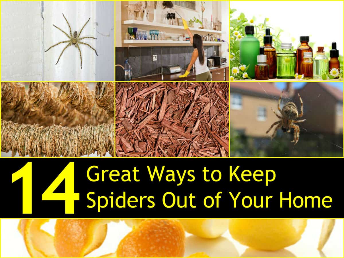 14 Great Ways To Keep Spiders Out Of Your Home Naturally