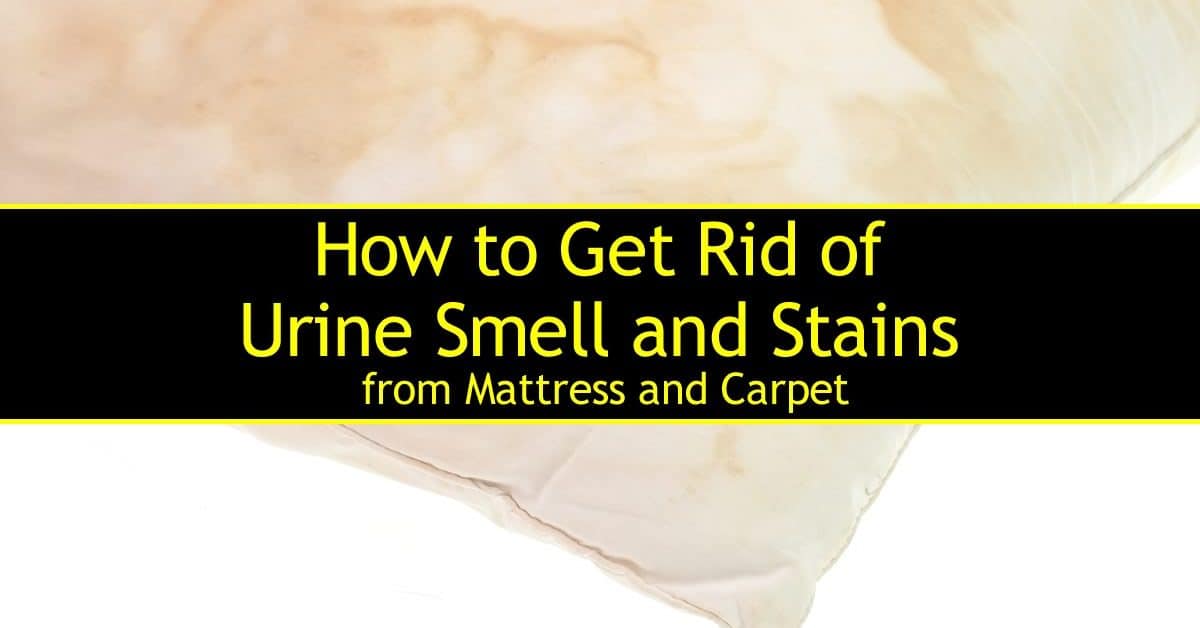 how to get rid of urine smell and stains titleimg