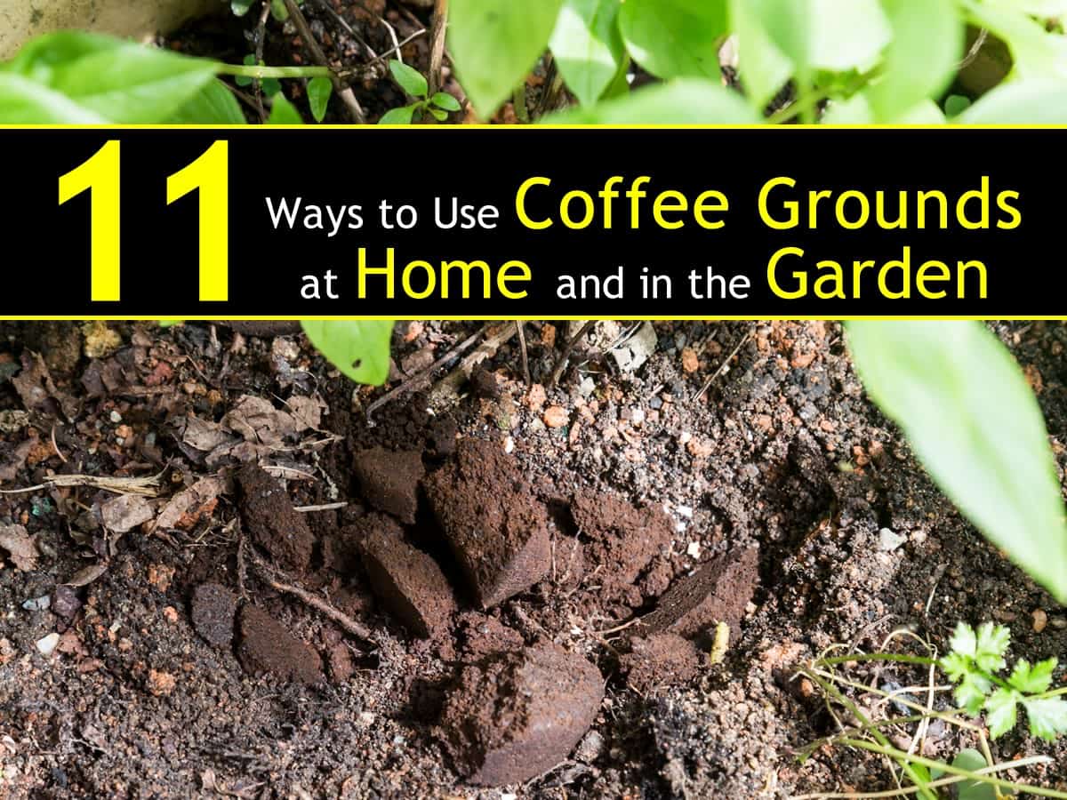 11 Ways To Use Coffee Grounds In The Garden