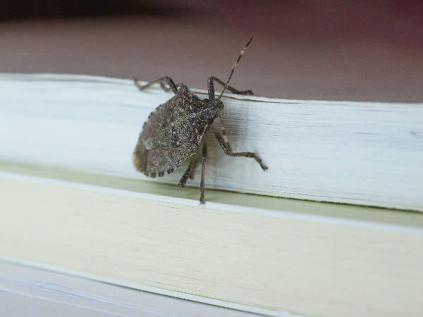 Seen these around the house? Here are 8 home remedies to get rid of stink bugs.