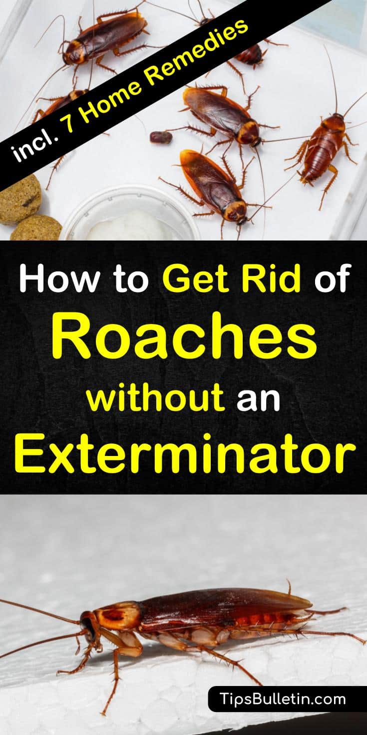 Try these 8 home remedies for how to get rid of roaches without an exterminator. These DIY remedies using baking soda, sugar, and other common products are the best way to rid your home of roaches for good. Get rid of roaches from an apartment, house, or those in car overnight. #roaches #roachfree