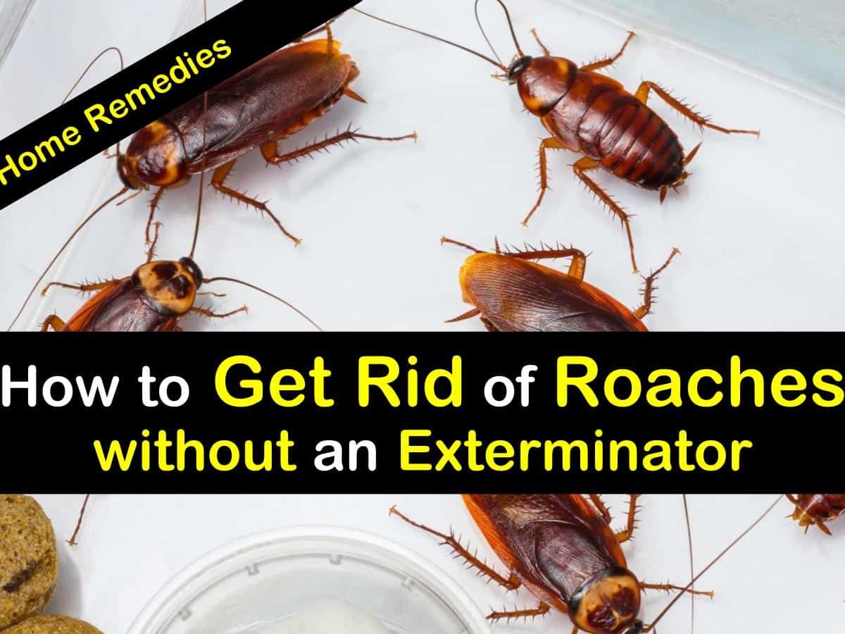 how to get rid of roaches without an exterminator t1 1200x900 cropped