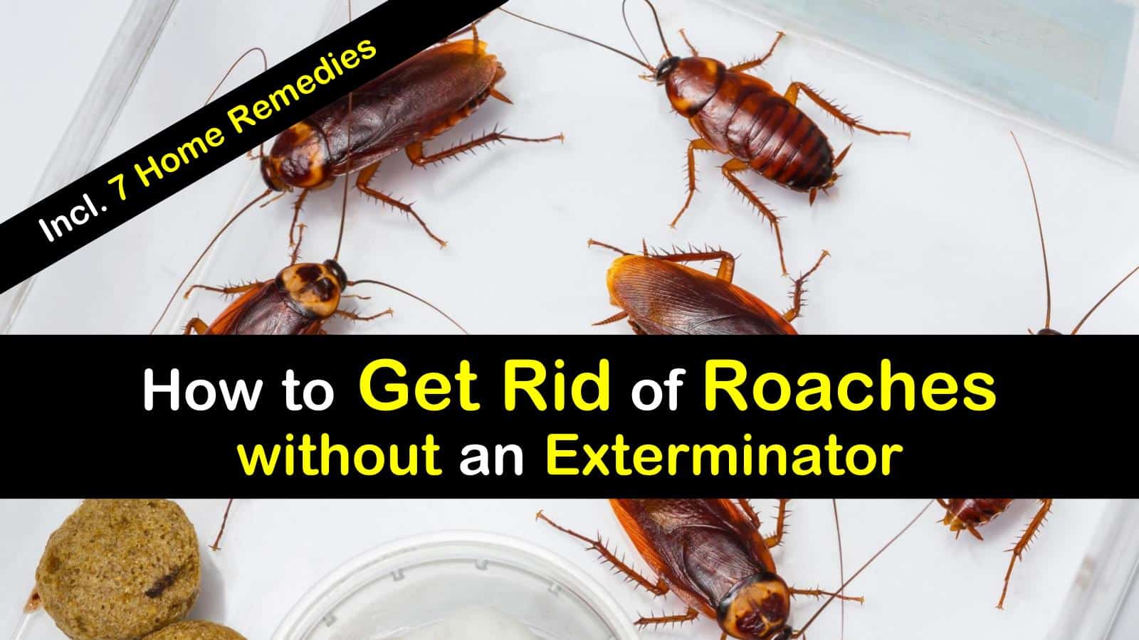 how to get rid of roaches without an exterminator titleimg1