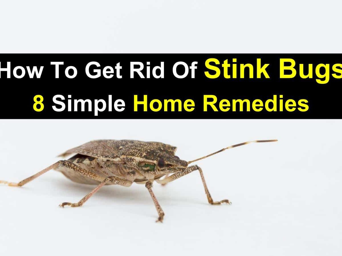 How to Get Rid of Stink Bugs In My House