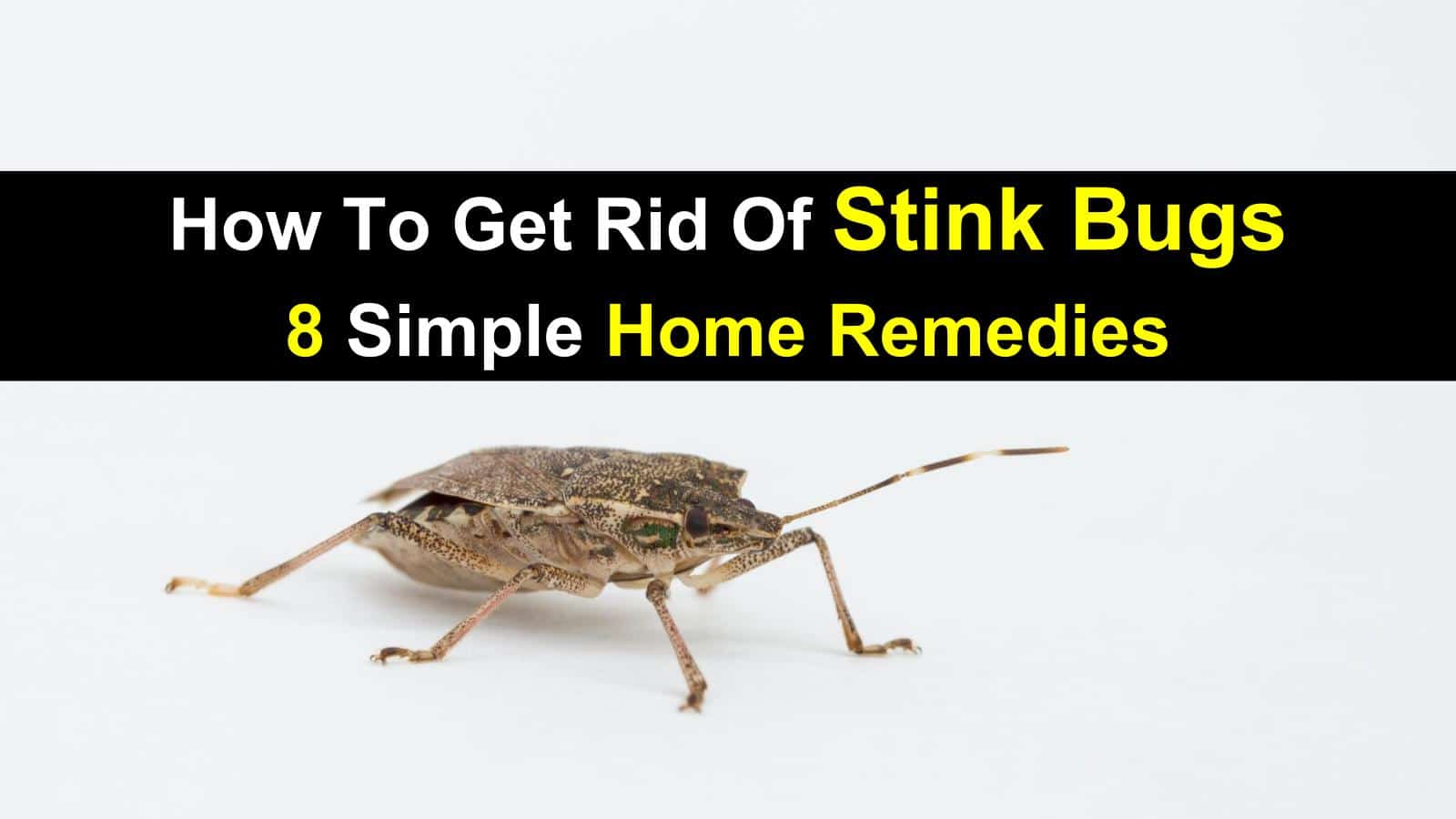 get rid of stink bugs