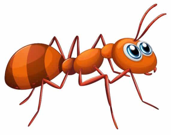 In this article, you're going to find out safe, natural ways of how to get rid of ants.