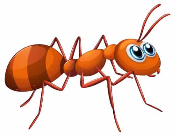 In this article, you're going to find out safe, natural ways of how to get rid of ants.