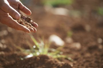 Have coffee grounds? Have a garden? Here's what to do with coffee grounds.