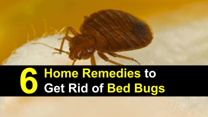 how do you get rid of bed bugs