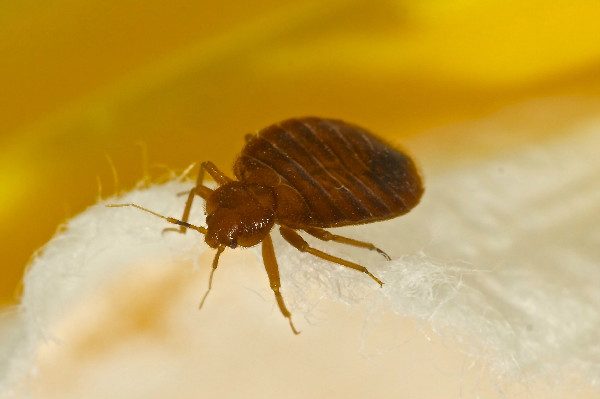 Can you see bed bugs? Yes. They're tiny, flat brown bugs. The flat part of their bodies fill with blood and turn red after they've fed.