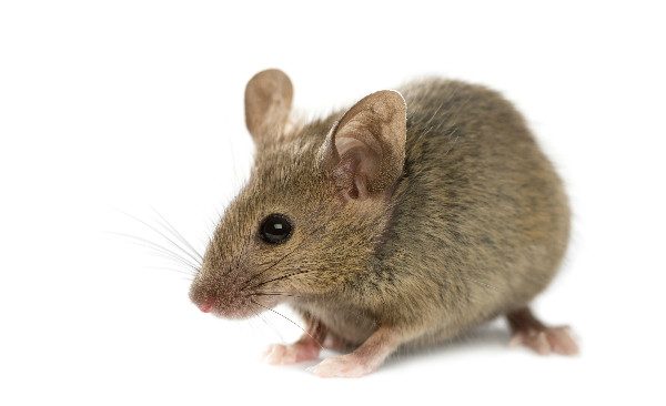 Chewed food is one sign that you may need to know how to get rid of mice.