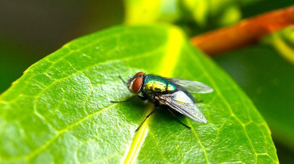 how to get rid of house flies closeup image