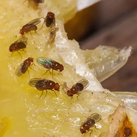 closeup how to get rid of fruit flies