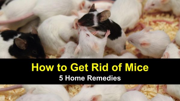 Use this guide to learn 5 home remedies for getting rid of mice.
