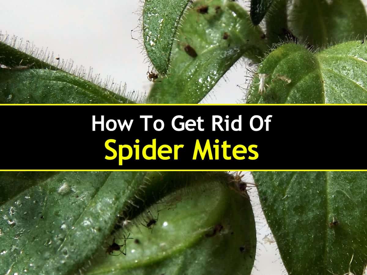 how to get rid of spider mites - remedies and prevention 