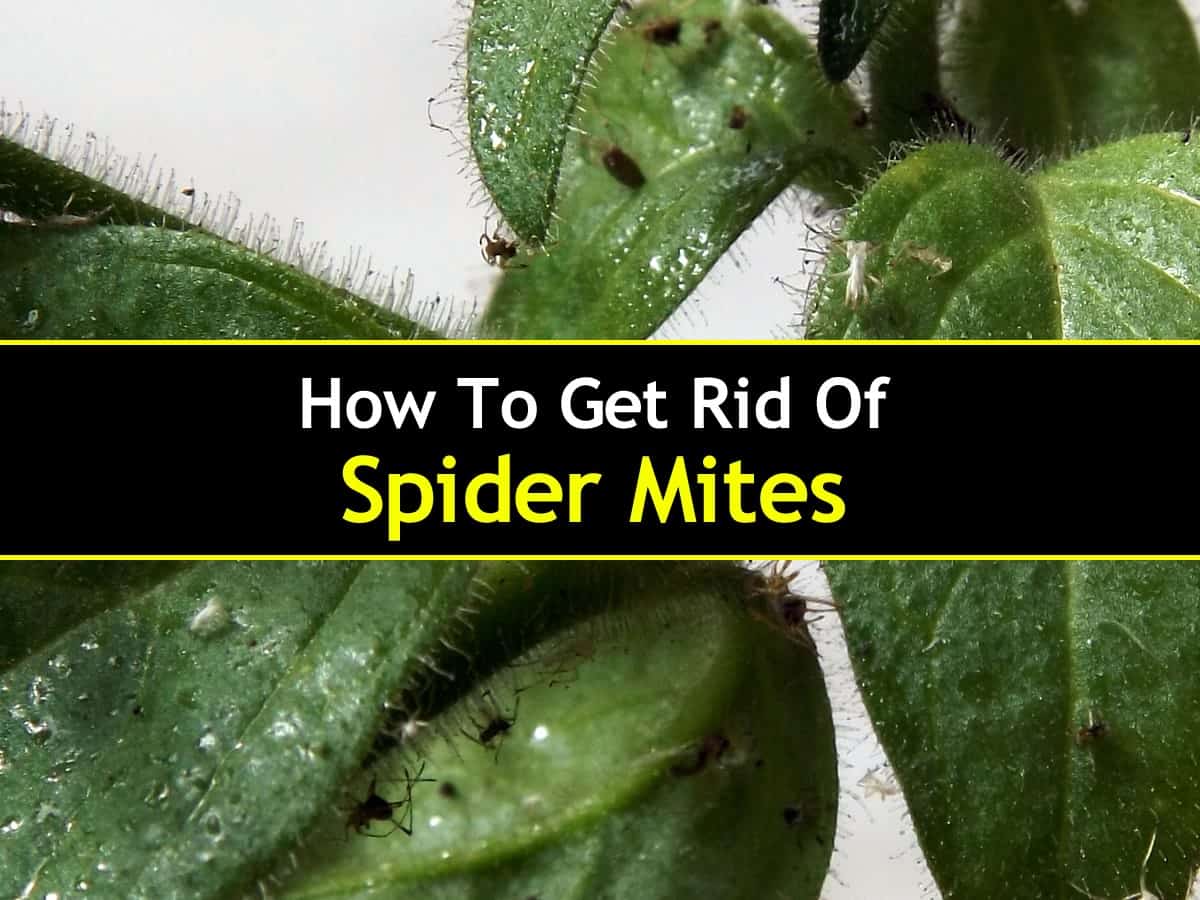 Details And Tips About Spider Mite Control details-and-tips-about-spider-mite-control