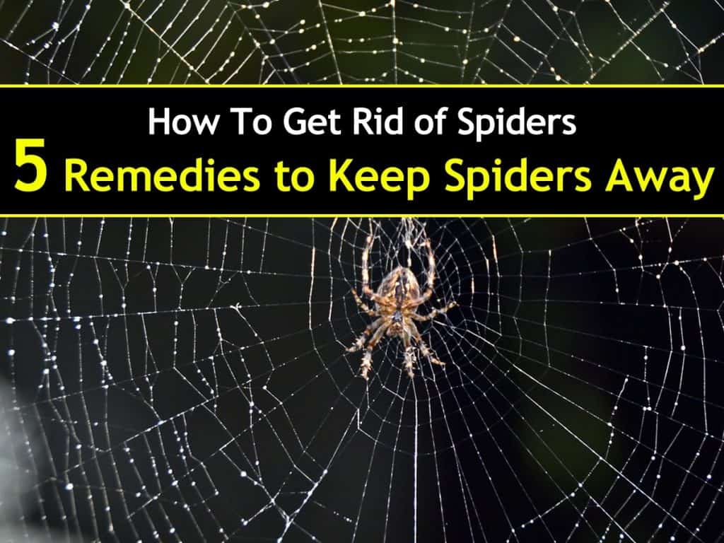 How to get rid of spiders from your home