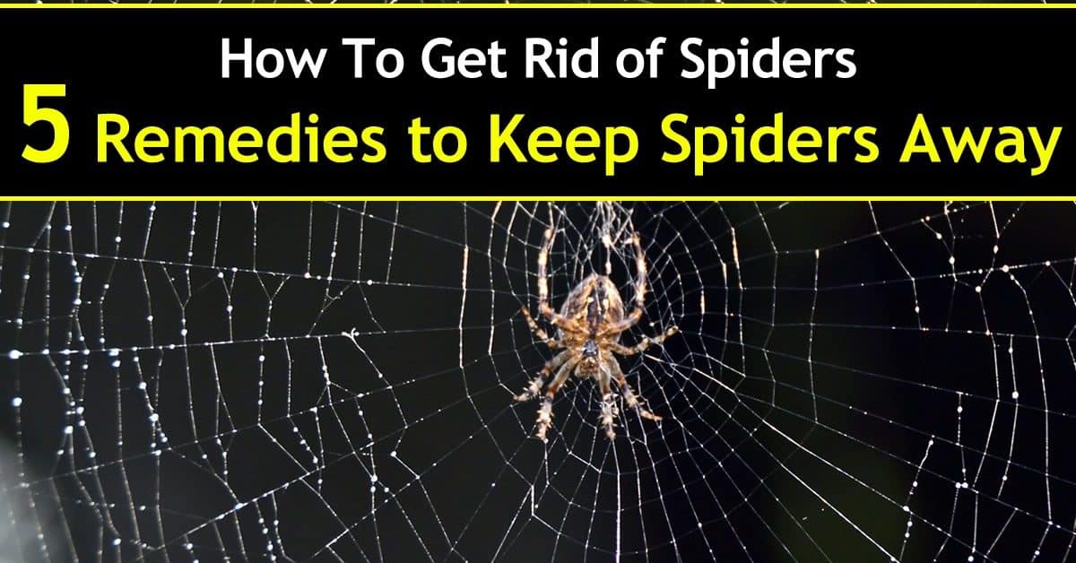 image of spider in a web for how to get rid of spiders