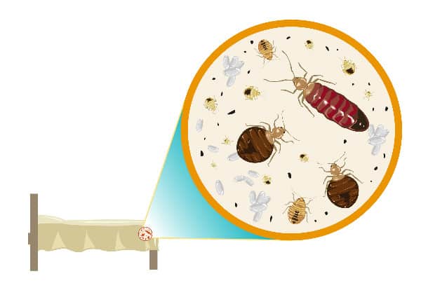 Illustration of How To Detect Bed Bugs Early