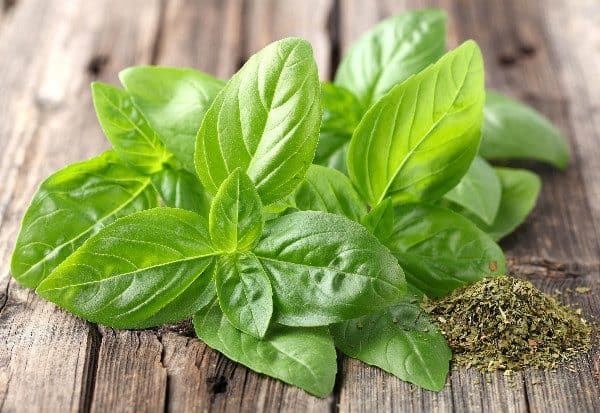 using basil to get rid of fruit flies