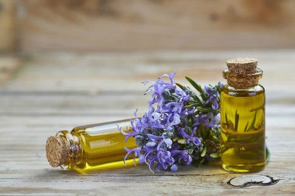 Rosemary oil is one of the best natural remedies for spider mites. It works really well against infestations because it hurts the mites without hurting the plants.