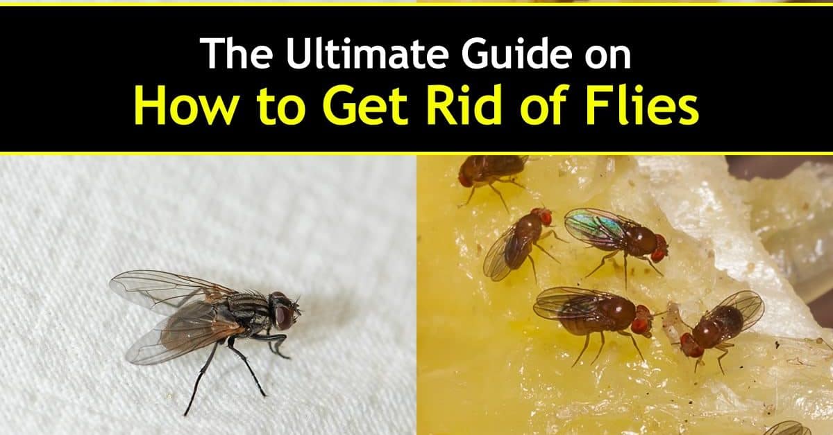 How to get rid of flies - house and fruit flies