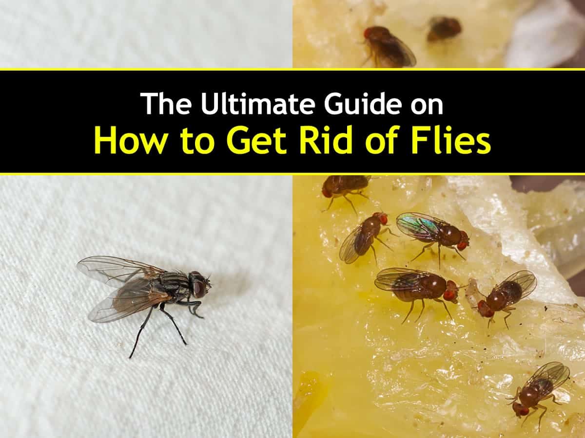 get rid of flies