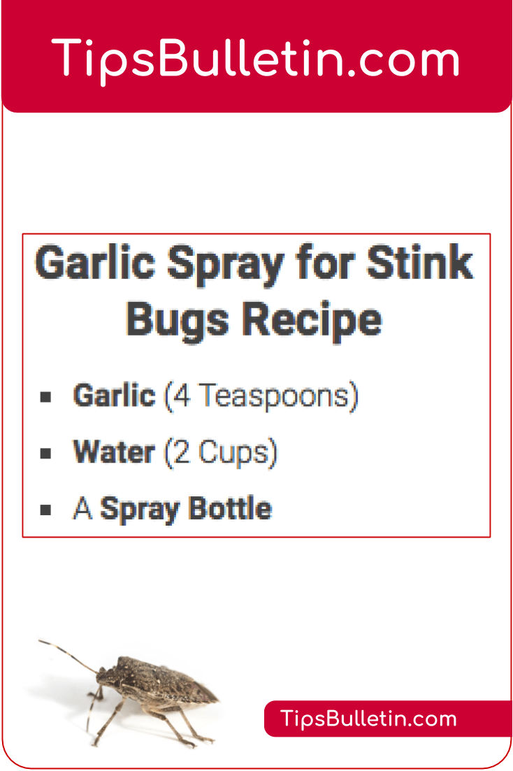 Natural Remedies For Stink Bugs Natural Remedies For Stink Bugs