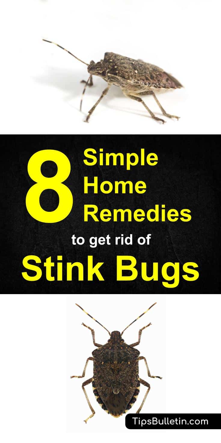 how to get rid of stink bugs - 8 home remedies