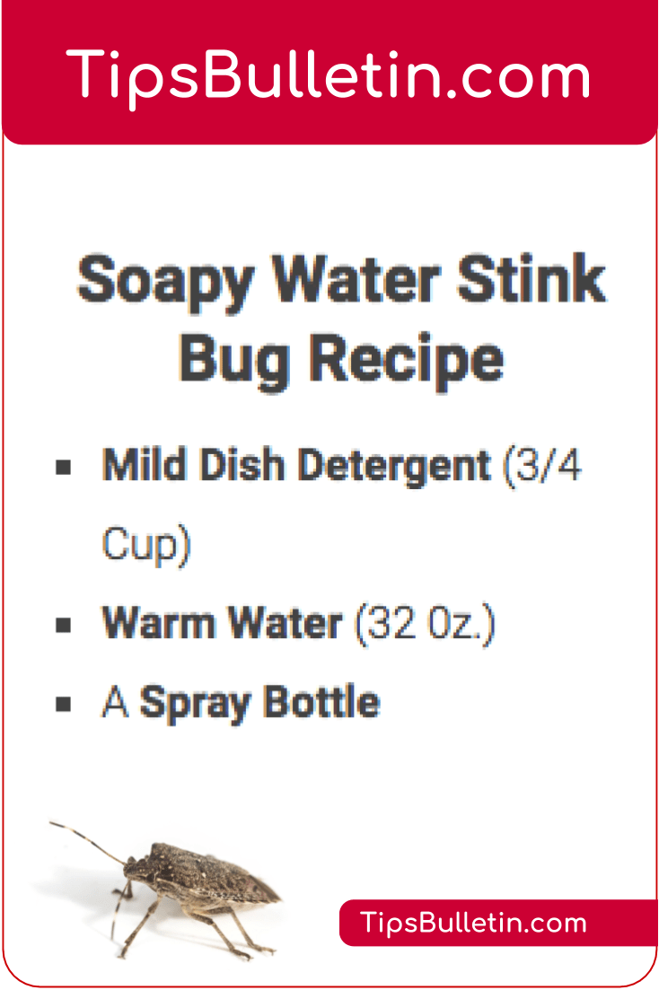 How To Get Rid Of Stink Bugs Home Remedy How To Get Rid Of Stink Bugs Home Remedy