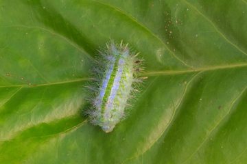 control moths and worms on plants with neem oil