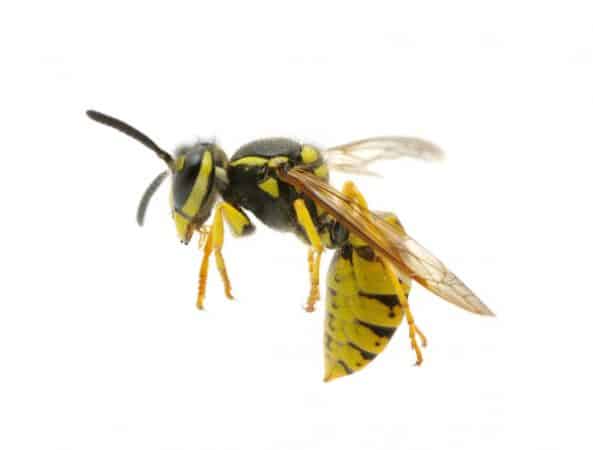 Yellow jackets are easily provoked, meaning you'll want to know how to keep yellow jackets away.