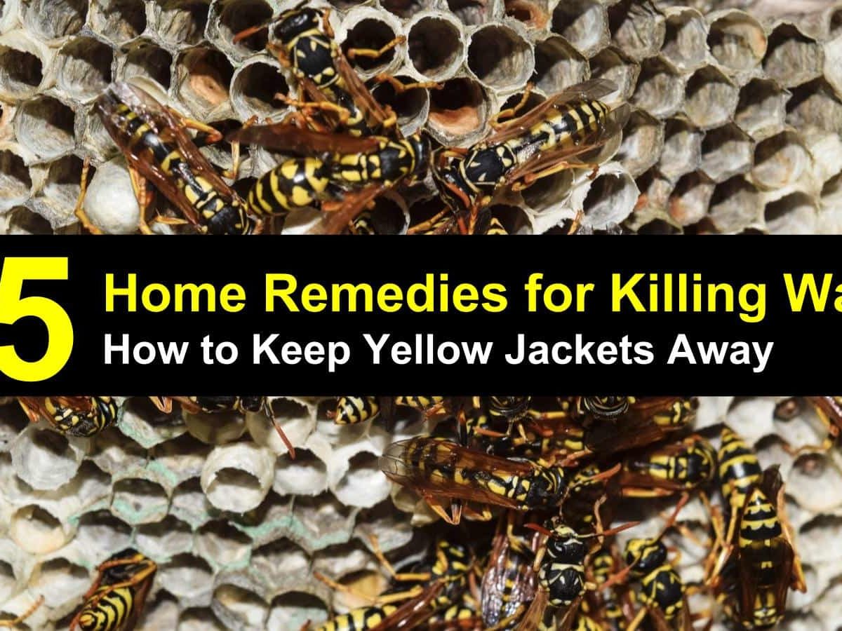 What Scent Keeps Yellow Jackets Away 