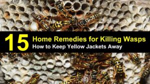 how to keep yellow jackets away titleimg