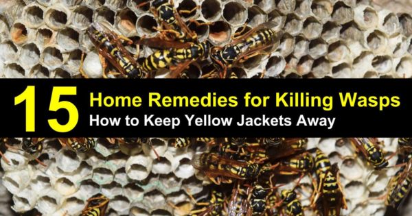 how to keep yellow jackets away 1 600x315 cropped