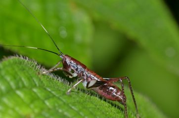 crickets in a garden can be easily controlled with neem oil