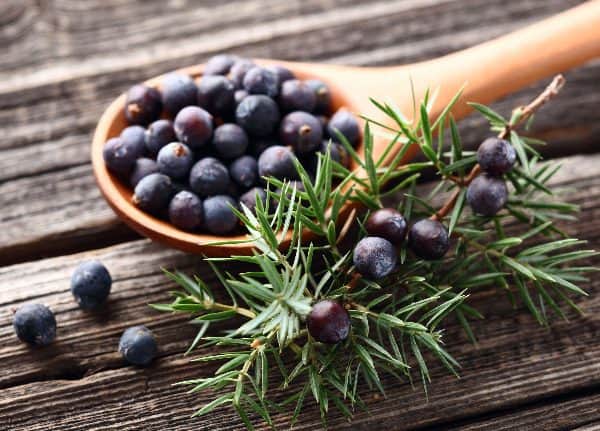 Juniper essential oil is a fantastic essential oil for cough and cold, as it can be taken topically, orally, or via aromatherapy.