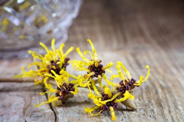 What is witch hazel? Extract of the Hamamelis virginiana shrub or tree.