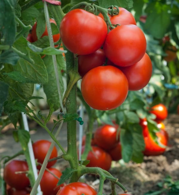 epsom salt for tomatoes