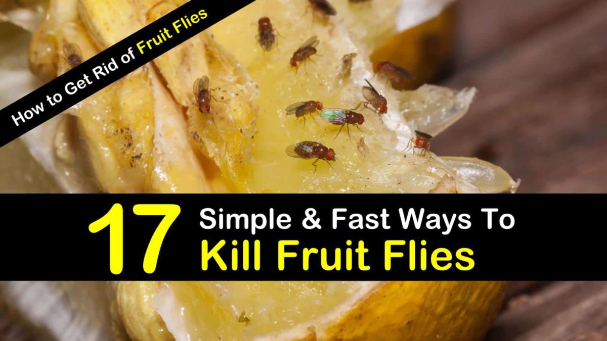 17 Fast & Easy Ways to Get Rid of Fruit Flies