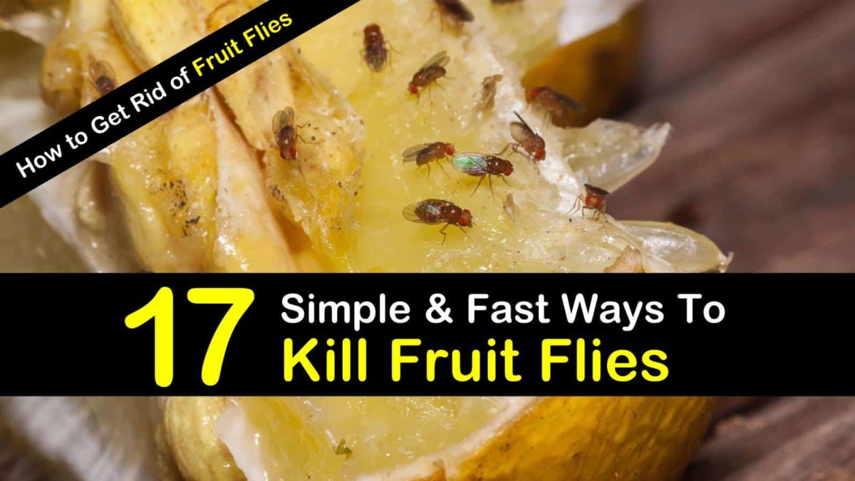 Natural Ways to Eliminate Fruit Flies