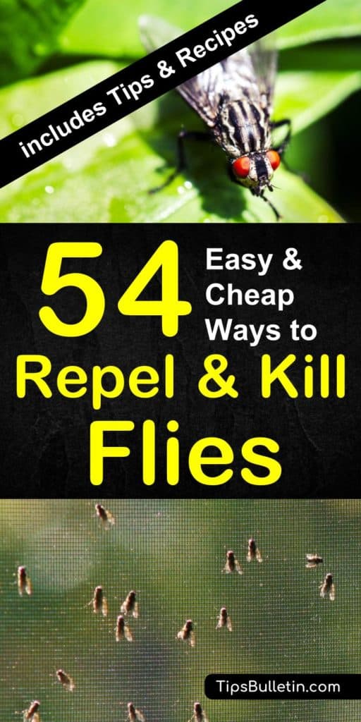 How to Keep Flies Away 54 Easy and Cheap Ways to Repel and Kill Flies