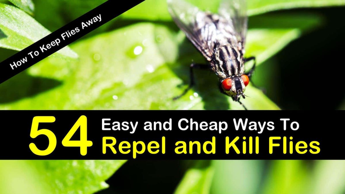 How to Keep Flies Away 54 Easy and Cheap Ways to Repel and Kill Flies
