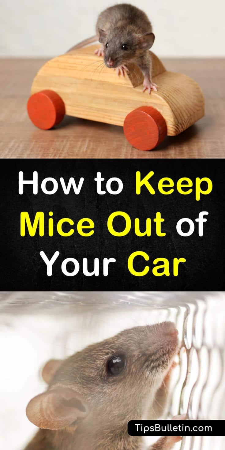 Learn hands-on tips on how to keep mice out of your car. Rodents can quickly damage the seat covers and other interior parts of your car. Learn how to get rid of them using products like essential oils and mouse traps. DIY pest control will keep your car and house mice free. #keepmiceout