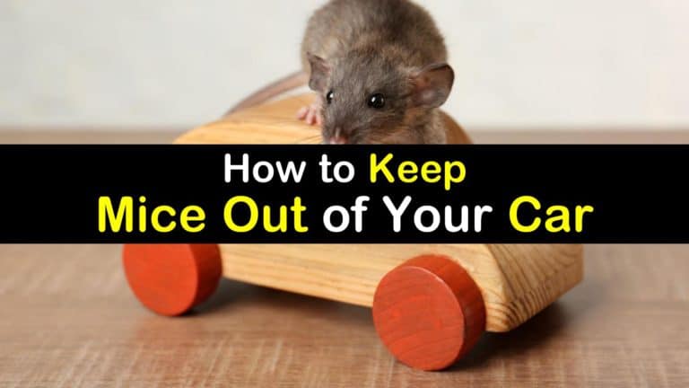 How to get rid of mice in car