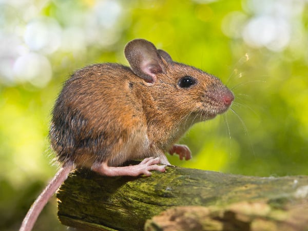 keeping mice out of your garage